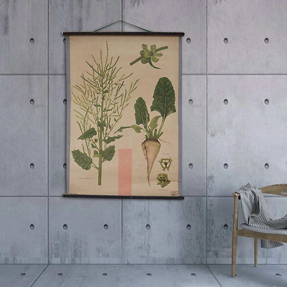 Scout Vintage Old-School Botanical Science Poster Featuring Sugar Beet 3 Scout Vintage Old-School Botanical Science Poster Featuring Sugar Beet