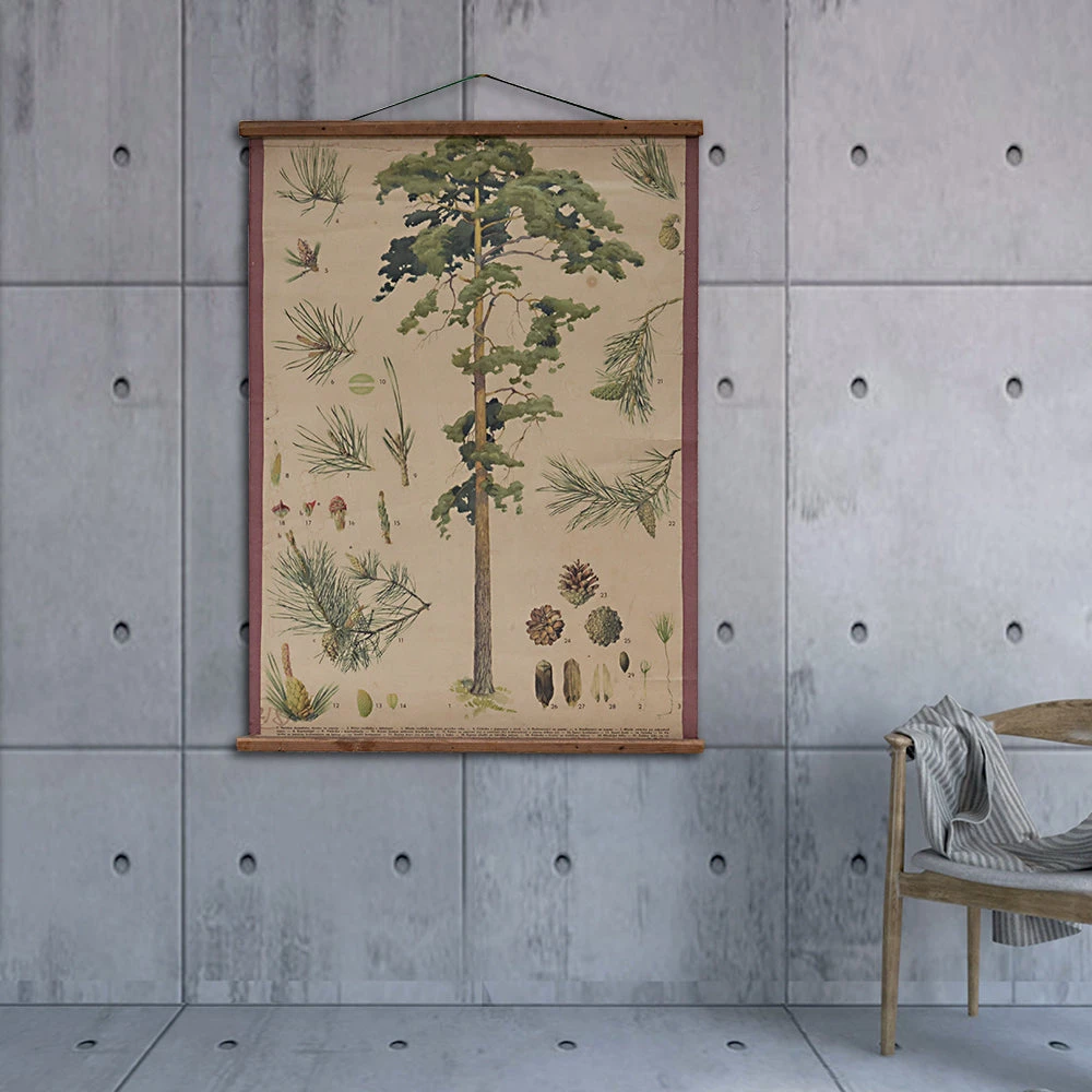 Scout Vintage Old-School Botanical Science Poster Featuring Pine 3 Scout Vintage Old-School Botanical Science Poster Featuring Pine