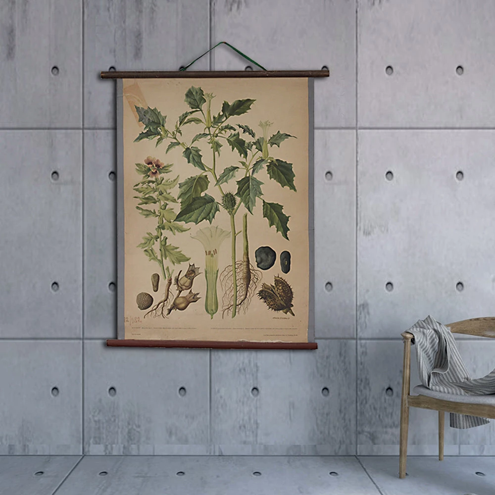 Scout Vintage Old-School Jimsonweed Botanical Science Poster 3 Scout Vintage Old-School Jimsonweed Botanical Science Poster