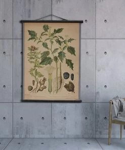 Scout Gifts Vintage Old-School Jimsonweed Botanical Science Poster With Black Hanger