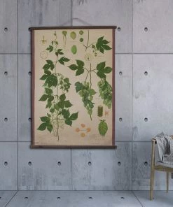 Scout Gifts Vintage Old-School Hops Botanical Science Poster
