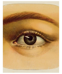 Gifts John Derian Eye Tray