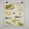 Scout Vintage French School Science Poster- Frog/ Fish 2 Scout Vintage French School Science Poster- Frog/ Fish