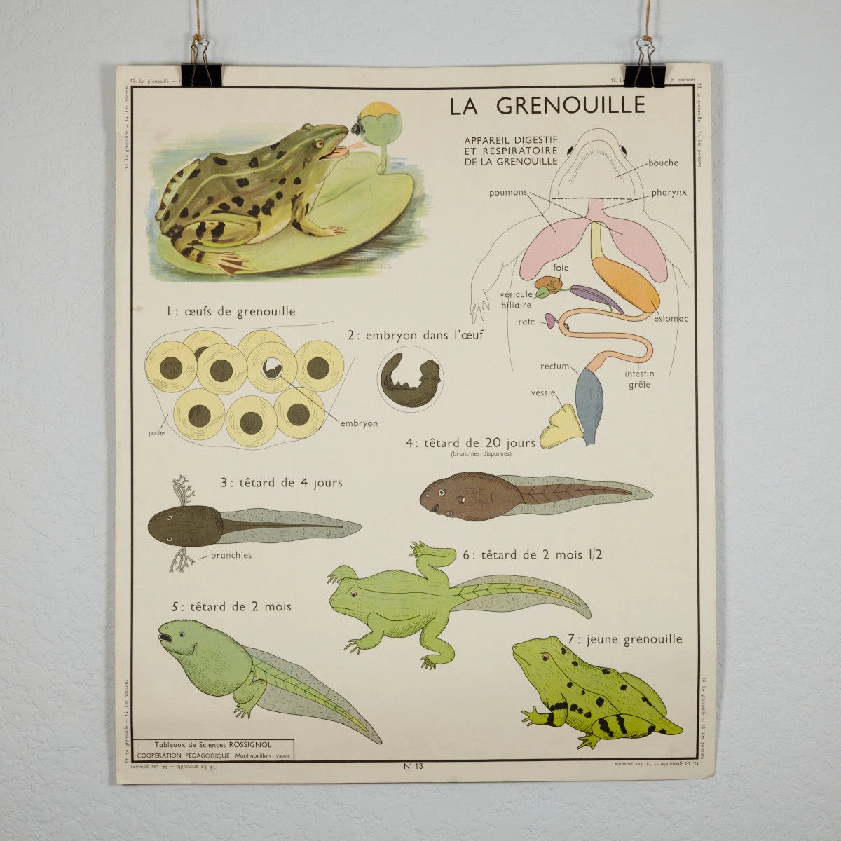 Scout Vintage French School Science Poster- Frog/ Fish 3 Scout Vintage French School Science Poster- Frog/ Fish