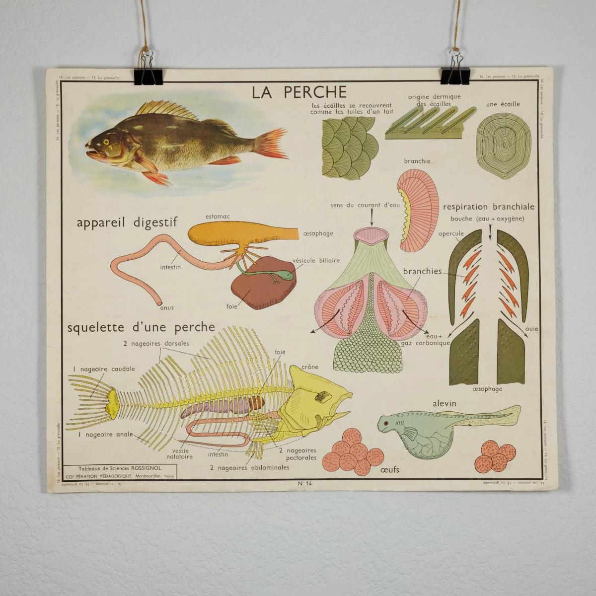 Scout Vintage French School Science Poster- Frog/ Fish 4 Scout Vintage French School Science Poster- Frog/ Fish