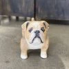Scout Nostalgic Wooden Bulldog Figure Gifts 2 Scout Nostalgic Wooden Bulldog Figure Gifts