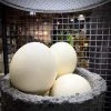 Scout House Homewares Ostrich Egg - Australian