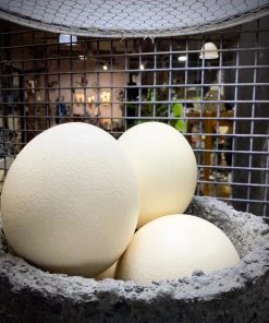 Scout House Homewares Ostrich Egg - Australian