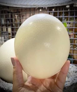 Scout House Homewares Ostrich Egg - Australian