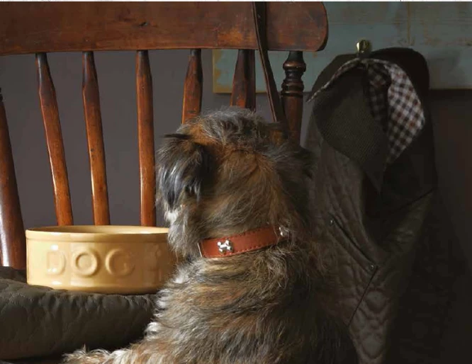 Gifts MEDIUM Dog Bowl Cornishware By Mason Cash 5 Gifts MEDIUM Dog Bowl Cornishware By Mason Cash