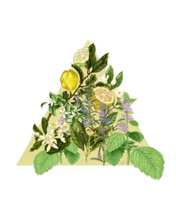 Santa Maria Novella - Acqua Della Regina - 1221 Edition