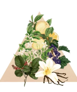 Santa Maria Novella - Angels Of Florence - 1221 Edition