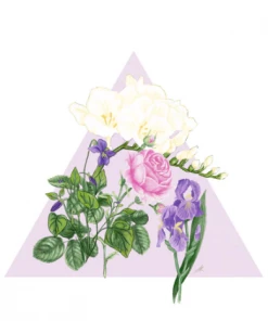 Santa Maria Novella - Fresia - 1221 Edition