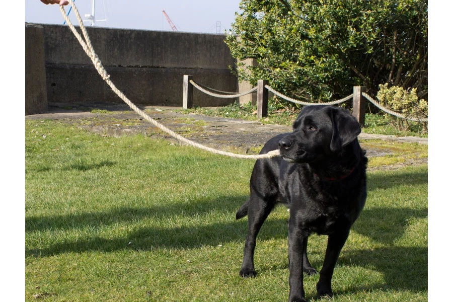 Chatham Rope Yard Dog Lead 14mm Rope Made In Historic Chatham Boatyard Pet 4 Chatham Rope Yard Dog Lead 14mm Rope Made In Historic Chatham Boatyard Pet