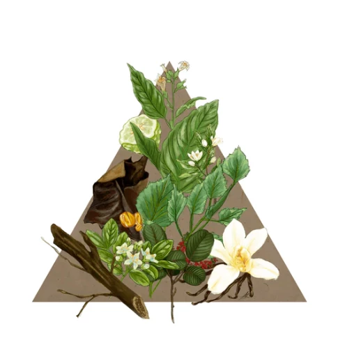 Santa Maria Novella - Tobacco Toscano - 1221 Edition Gifts 4 Santa Maria Novella - Tobacco Toscano - 1221 Edition Gifts